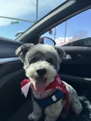 Lost Male Dog last seen Near , Bakersfield, CA 93311