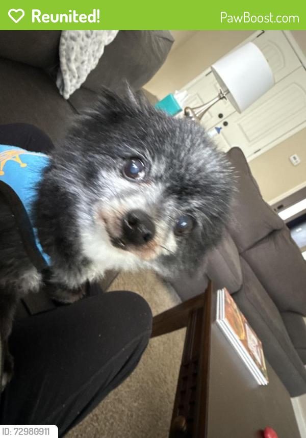 Reunited Male Dog last seen Jesse Jewel Pkwy, Gainesville, GA 30501