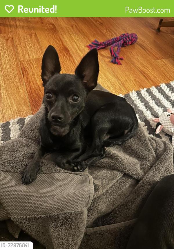 Reunited Female Dog last seen Tuxedo Terrace and Canyon Drive, Los Angeles, CA 90068