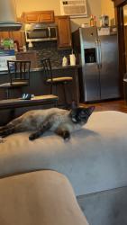 Found/Stray Unknown Cat last seen Delaware St SE by the Home2Suites Hotel, Minneapolis, MN 55414