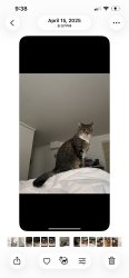 Lost Female Cat last seen View Ridge park, Seattle, WA 98115