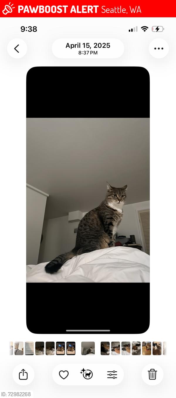 Lost Female Cat last seen View Ridge park, Seattle, WA 98115