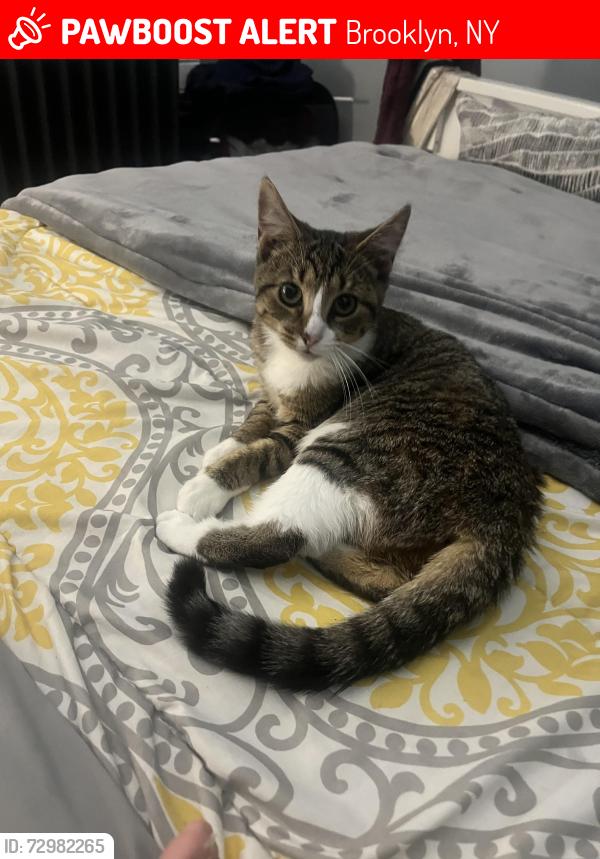 Lost Female Cat last seen Avenue P, Brooklyn, NY 11223