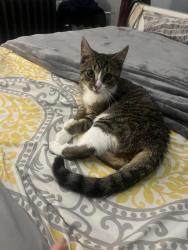 Lost Female Cat last seen Avenue P, Brooklyn, NY 11223