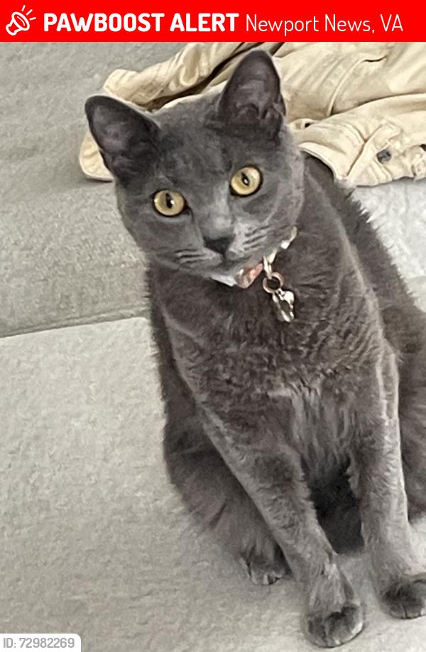 Lost Female Cat last seen Auckland Court, Newport News, VA 23608