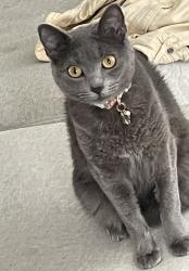 Lost Female Cat last seen Auckland Court, Newport News, VA 23608