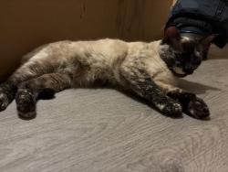 Found/Stray Female Cat last seen SE Delaware St, Saint Mary’s Ave, Minneapolis, MN 55414