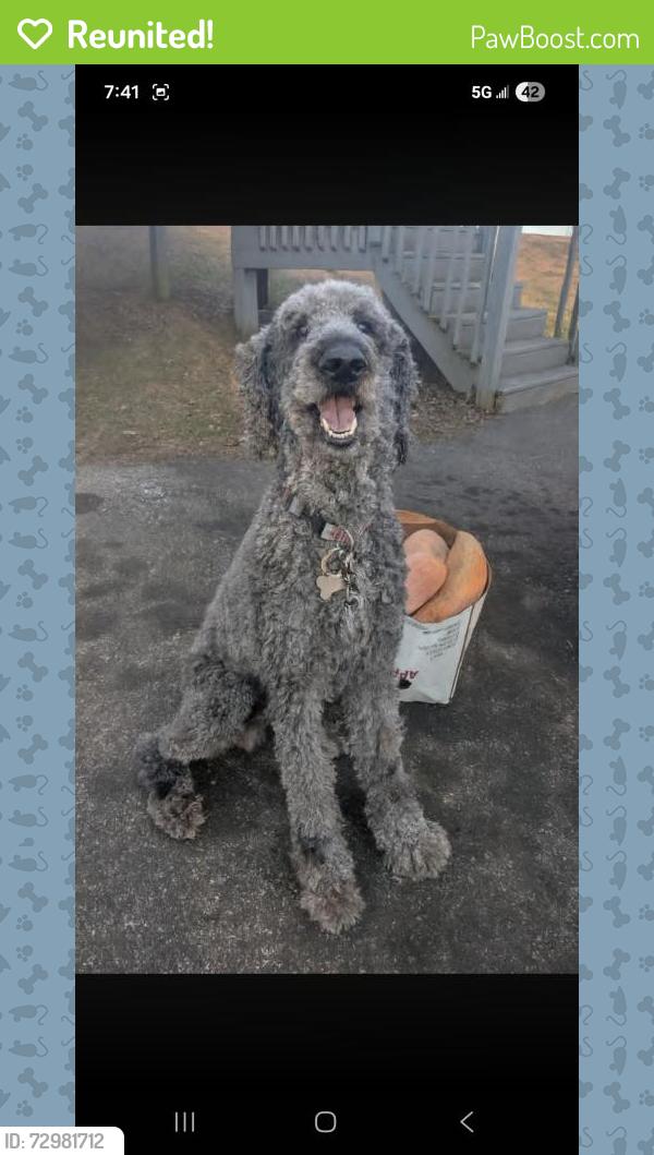 Reunited Male Dog last seen Brannon road banner farm side , Horse Shoe, NC 28729
