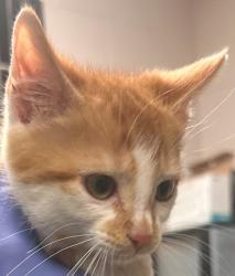 Shelter Stray Male Cat last seen Dr.Calvin Jones Highway, WAKE FOREST, NC, 27587, Raleigh, NC 27610