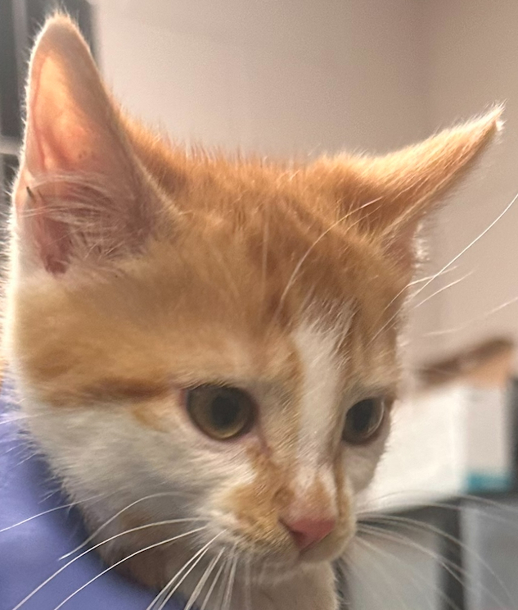 Shelter Stray Male Cat last seen Dr.Calvin Jones Highway, WAKE FOREST, NC, 27587, Raleigh, NC 27610