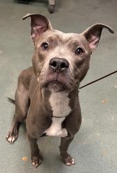 Shelter Stray Male Dog last seen Eclipse Drive, CARY, NC, 27511, Raleigh, NC 27610