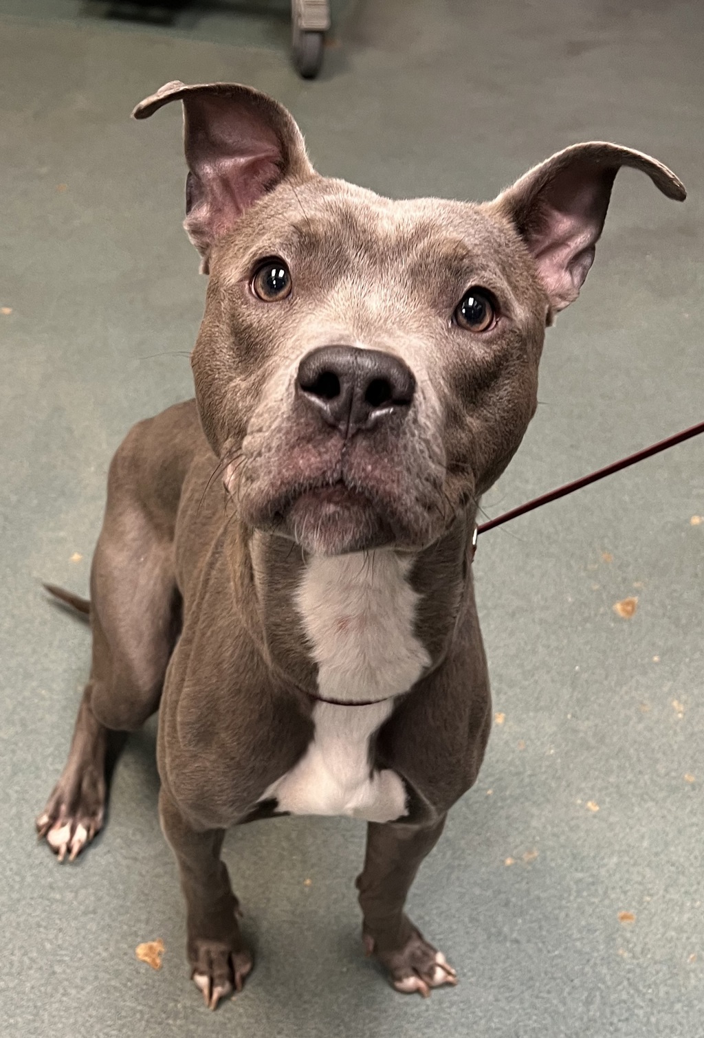 Shelter Stray Male Dog last seen Eclipse Drive, CARY, NC, 27511, Raleigh, NC 27610