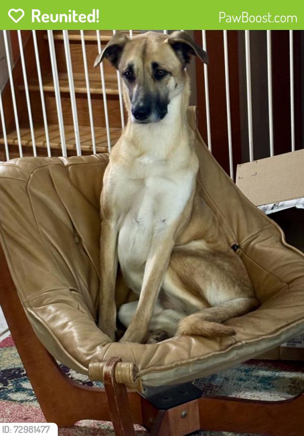 Reunited Male Dog last seen Near Hempstead Road, Madison WI 53711, Madison, WI 53711