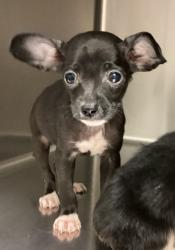Shelter Stray Female Dog last seen Near N Spring Garden Circle, RALEIGH, NC, 27603, Raleigh, NC 27610