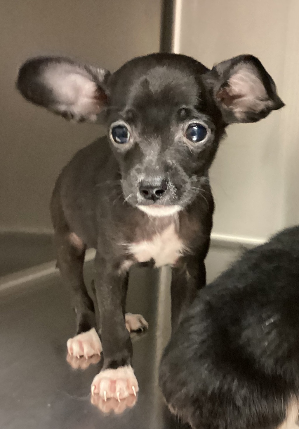 Shelter Stray Female Dog last seen Near N Spring Garden Circle, RALEIGH, NC, 27603, Raleigh, NC 27610