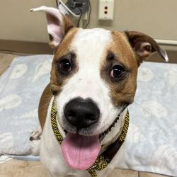 Shelter Stray Male Dog last seen SE 127TH AND STARK ST, PORTLAND, OR, 97233, 1700 W Historic Columbia River Hwy, Troutdale, OR 97060, USA