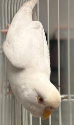 Shelter Stray Unknown Bird last seen NW Cary Parkway, CARY, NC, 27513, Raleigh, NC 27610