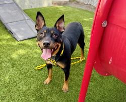 Shelter Stray Female Dog last seen Near E 700 S, SALT LAKE CITY, UT, 84111, 511 W 3900 S, Salt Lake City, UT 84123, USA