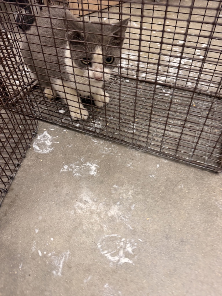 Shelter Stray Male Cat last seen Near Ridgeview Drive, LAFAYETTE, LA, 70507, 410 Dugas Rd, Lafayette, LA 70507, USA