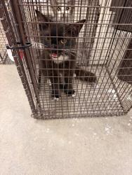 Shelter Stray Male Cat last seen Near Ridgeview Drive, LAFAYETTE, LA, 70507, 410 Dugas Rd, Lafayette, LA 70507, USA