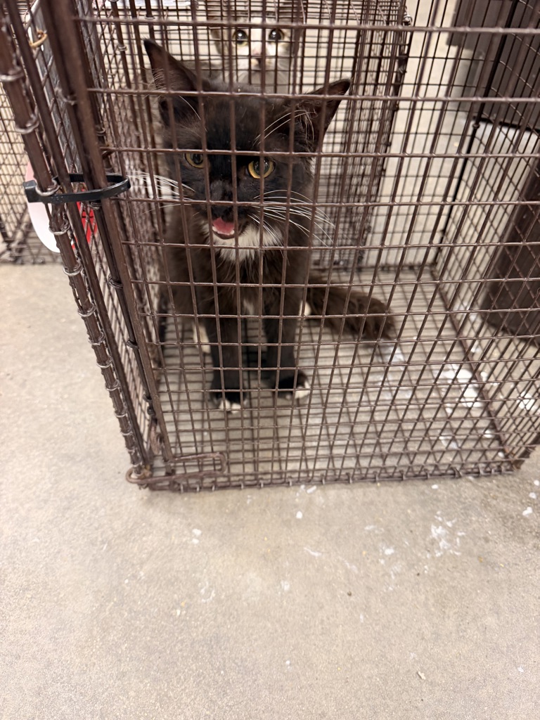 Shelter Stray Male Cat last seen Near Ridgeview Drive, LAFAYETTE, LA, 70507, 410 Dugas Rd, Lafayette, LA 70507, USA