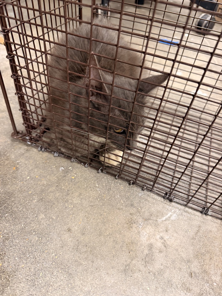 Shelter Stray Male Cat last seen Near Ridgeview Drive, LAFAYETTE, LA, 70507, 410 Dugas Rd, Lafayette, LA 70507, USA