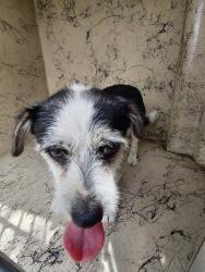 Shelter Stray Male Dog last seen 101 Smile Street, DUSON, LA, 70529, 410 Dugas Rd, Lafayette, LA 70507, USA