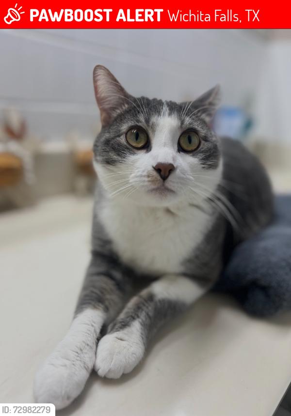 Lost Male Cat last seen Deer Park Way and Boulder Dr, Wichita Falls, TX 76306