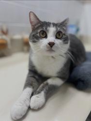 Lost Male Cat last seen Deer Park Way and Boulder Dr, Wichita Falls, TX 76306