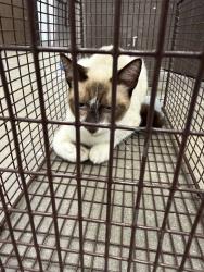 Shelter Stray Male Cat last seen Near Scott Street, SCOTT, LA, 70583, 410 Dugas Rd, Lafayette, LA 70507, USA