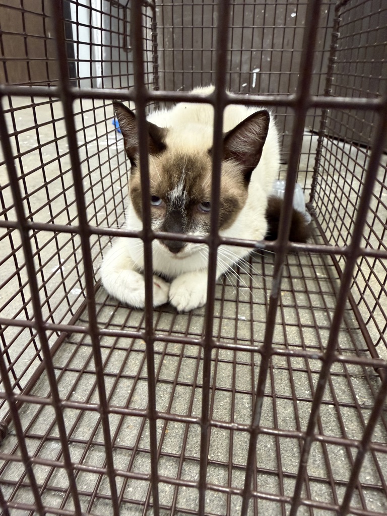 Shelter Stray Male Cat last seen Near Scott Street, SCOTT, LA, 70583, 410 Dugas Rd, Lafayette, LA 70507, USA