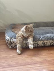 Lost Male Cat last seen elwood, Fontana, CA 92335