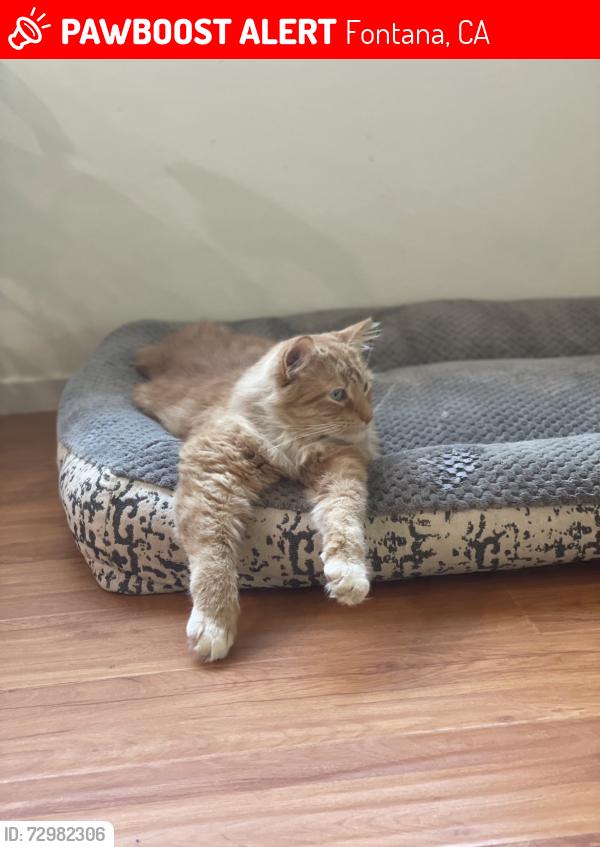 Lost Male Cat last seen elwood, Fontana, CA 92335