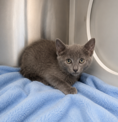 Shelter Stray Male Cat last seen Near Copperfield Way, YOUNGSVILLE, LA, 70592, 410 Dugas Rd, Lafayette, LA 70507, USA