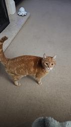 Lost Male Cat last seen Wollaton , Appledore Ave, England NG8
