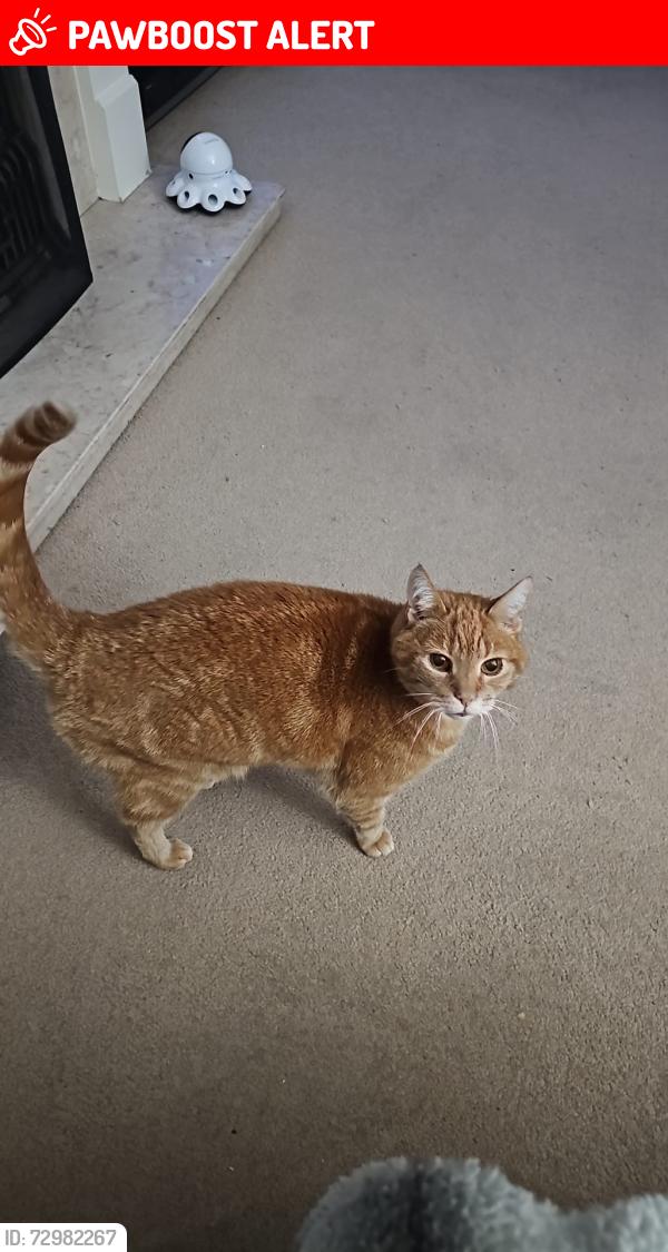 Lost Male Cat last seen Wollaton , Appledore Ave, England NG8