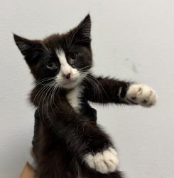 Shelter Stray Female Cat last seen Apt 29,874 Hollister Street, San Diego, CA, 92154, 5500 Gaines St, San Diego, CA 92110, USA
