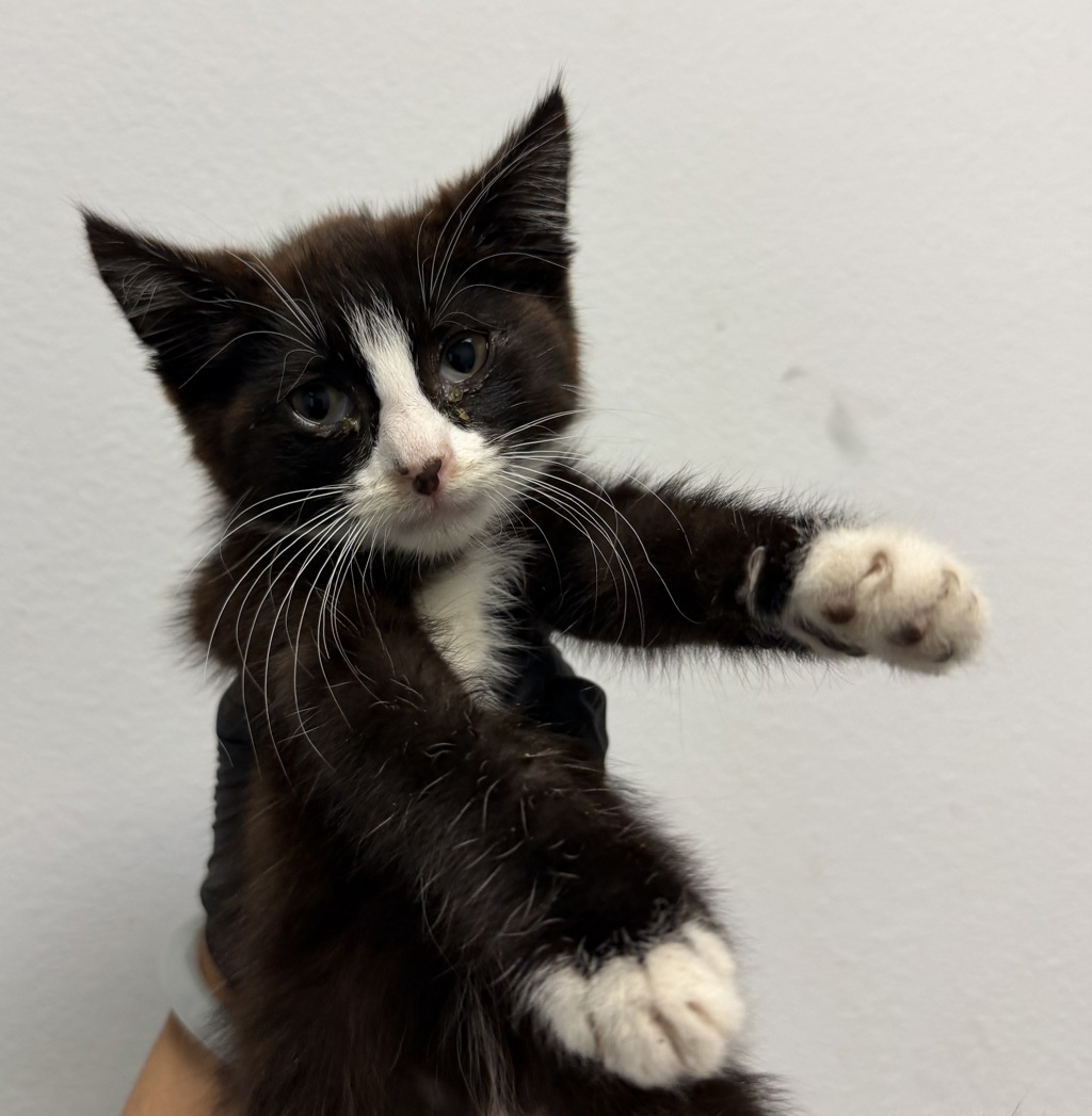 Shelter Stray Female Cat last seen Apt 29,874 Hollister Street, San Diego, CA, 92154, 5500 Gaines St, San Diego, CA 92110, USA