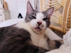 Lost Male Cat last seen Fulvia & Orpheus, Encinitas, CA 92024