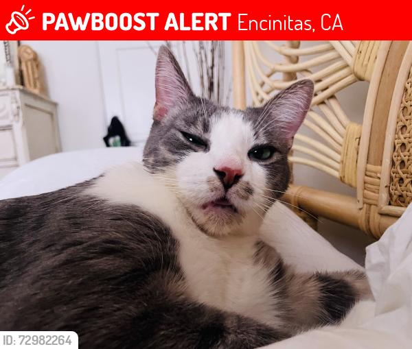 Lost Male Cat last seen Fulvia & Orpheus, Encinitas, CA 92024