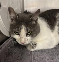 Shelter Stray Male Cat last seen Jackson Drive NW, Bremerton, WA, 98312, 9167 Dickey Rd NW, Silverdale, WA 98383, USA