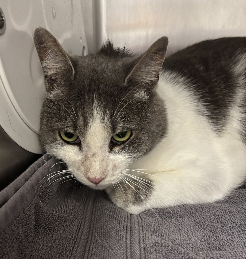 Shelter Stray Male Cat last seen Jackson Drive NW, Bremerton, WA, 98312, 9167 Dickey Rd NW, Silverdale, WA 98383, USA