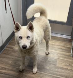 Shelter Stray Female Dog last seen Near Wightman Street, San Diego, CA, 92105, 5500 Gaines St, San Diego, CA 92110, USA