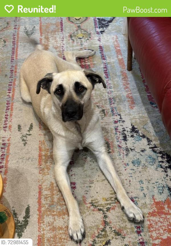 Reunited Female Dog last seen Near Hempstead Road, Madison, WI 53711