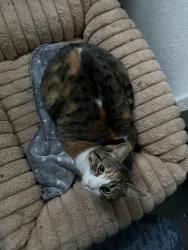 Lost Female Cat last seen otto way auburn ca , Auburn, CA 95602