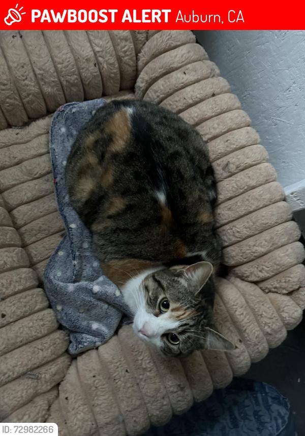 Lost Female Cat last seen otto way auburn ca , Auburn, CA 95602