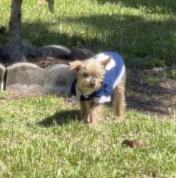 Lost Male Dog last seen 2nd and 4th street in pompano beach, Pompano Beach, FL 33060