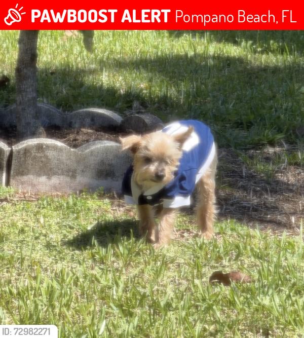 Lost Male Dog last seen 2nd and 4th street in pompano beach, Pompano Beach, FL 33060