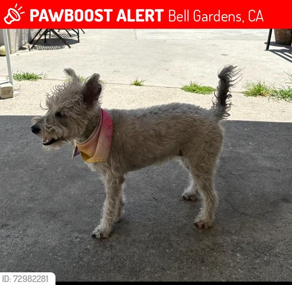 Lost Female Dog last seen Eastern and Joia, Bell Gardens, CA 90201