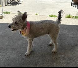 Lost Female Dog last seen Eastern and Joia, Bell Gardens, CA 90201